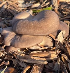 Low-Tech, No-Tech Mushroom Cultivation Workshop